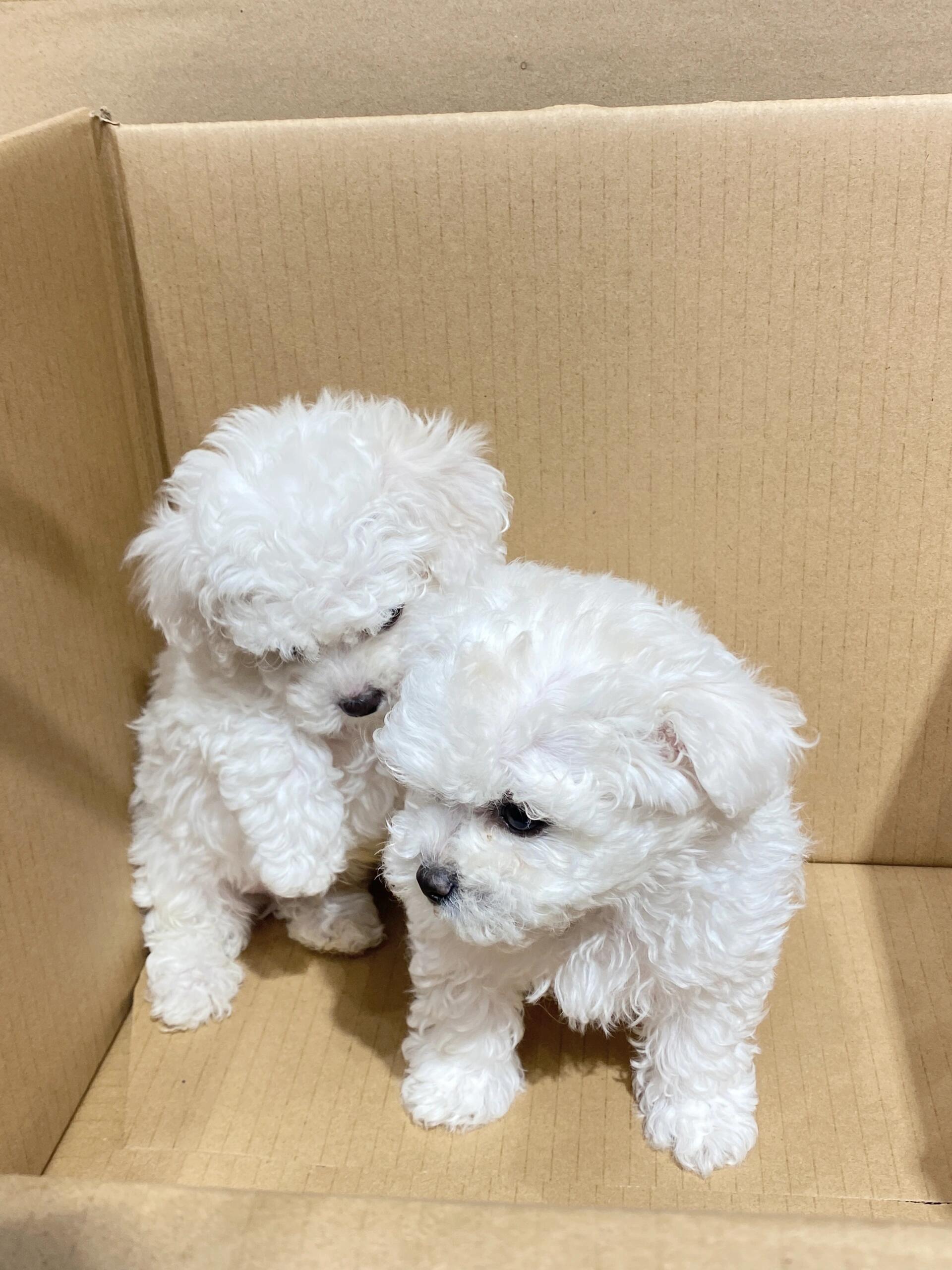 比熊幼犬，犬舍直发